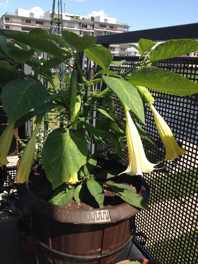 image - datura-brugmansia-nu mai am