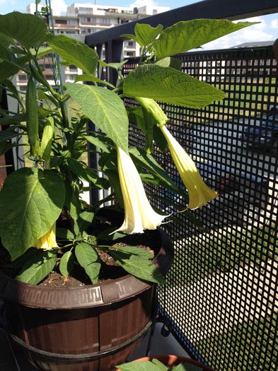 image - datura-brugmansia-nu mai am