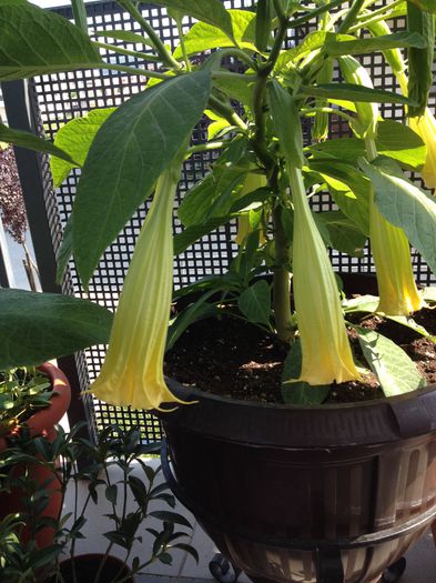 image - datura-brugmansia-nu mai am