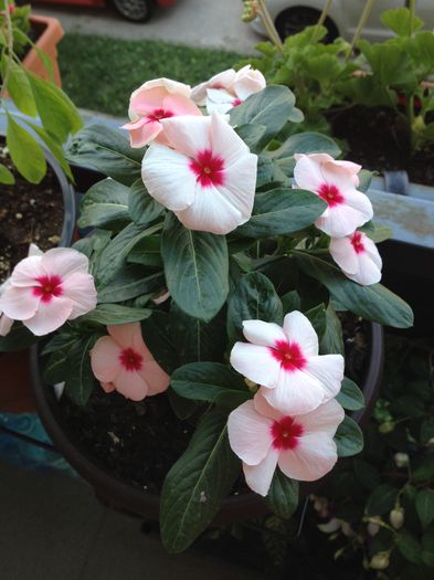 image - vinca rosea-trandafir de Madagascar-nu mai am