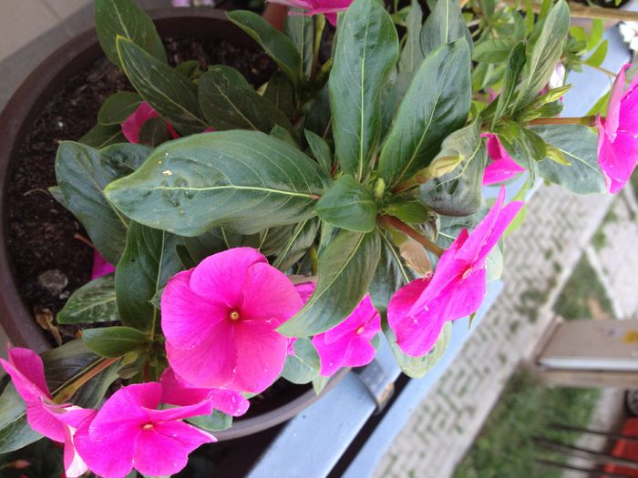 image - vinca rosea-trandafir de Madagascar-nu mai am