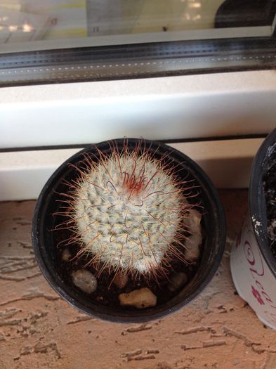 image - Cactusi-suculente