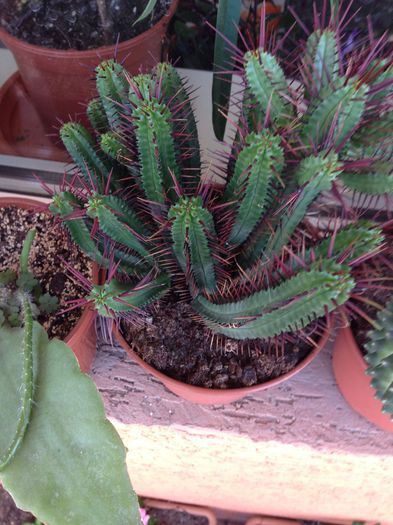 image - Euphorbia enopla