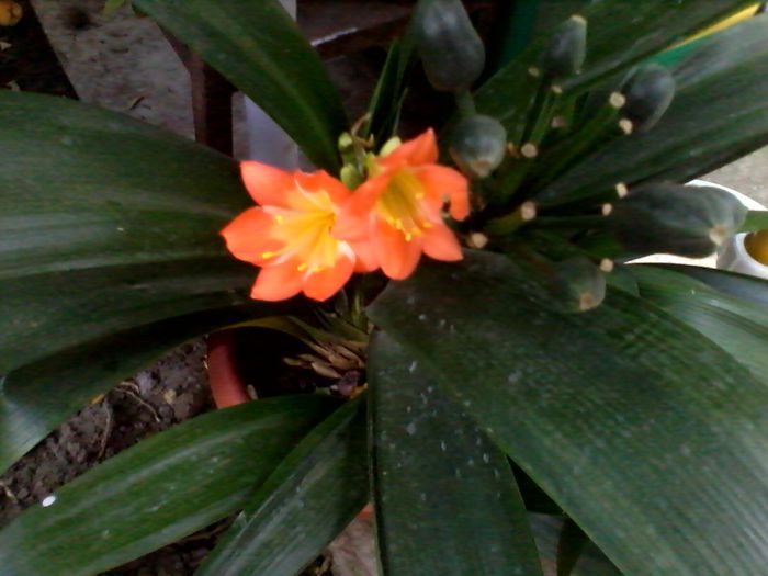 IMG_20140717_202432 - CLIVIA