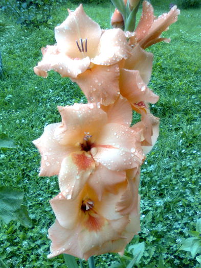 DOC POZE 024 - A___PRIMAVARA-VARA 2014