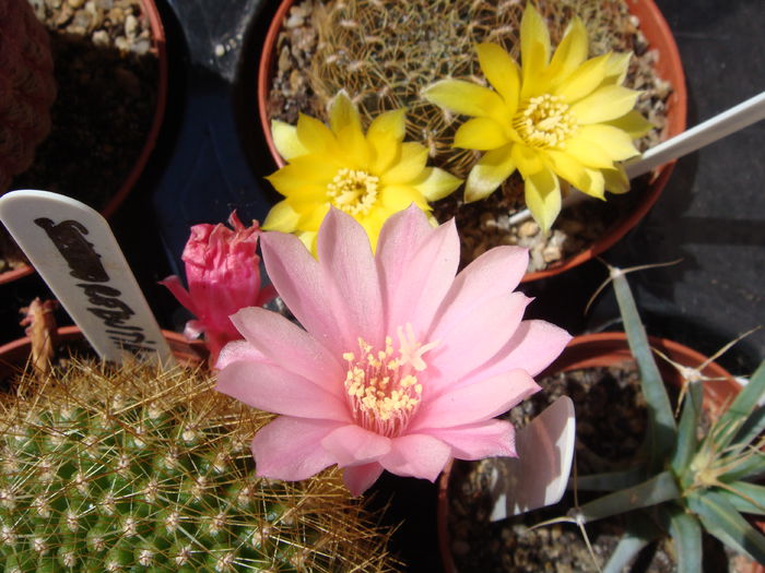 DSC07626 - Cactusi 2014