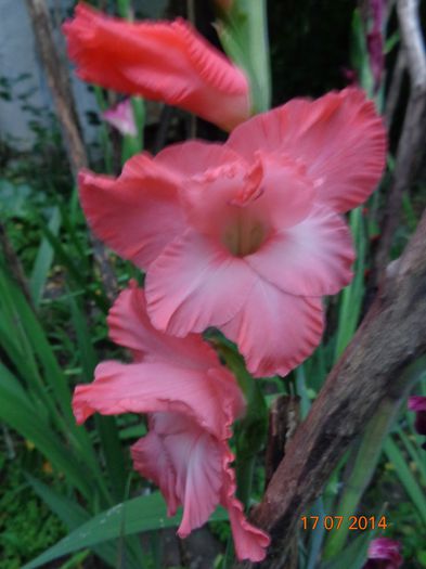 DSC00657 - 00 Culoare-gingasie-parfum 2014-2015