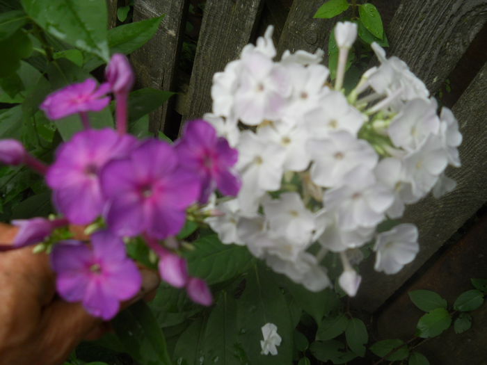 Phlox
