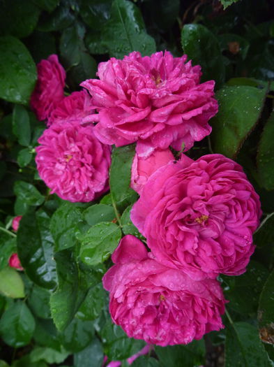 Rose de Rescht