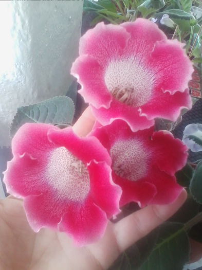 tigrina red 1