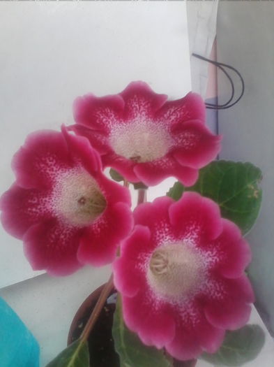 tigrina red 2