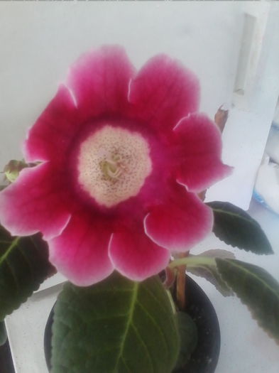 tigrina red  3