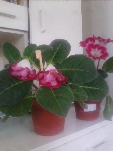 aranda si trigrina red