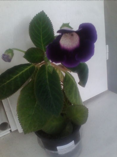 mov tigrat