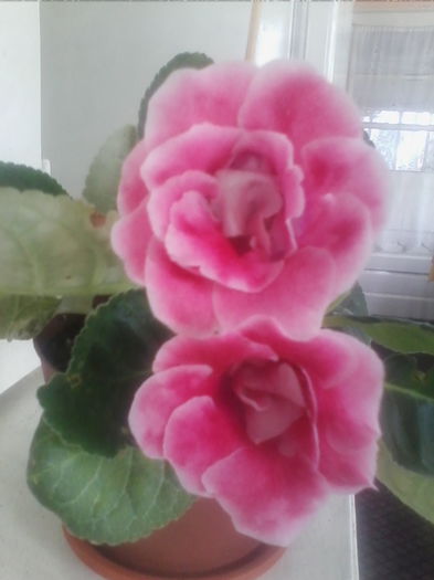 rokoko pink