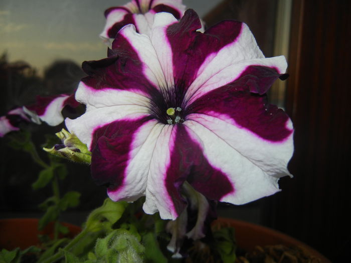 Petunia (2014, July 08)