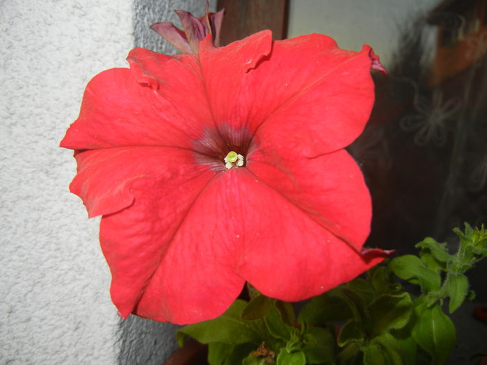 Red Petunia (2014, July 08)