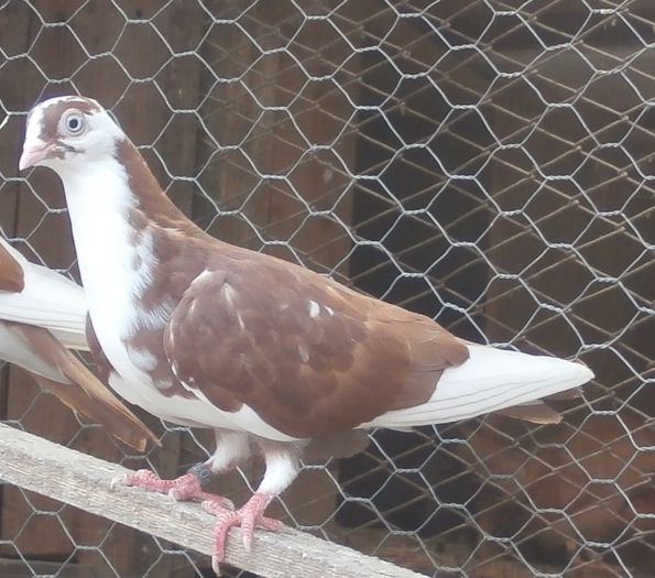 Data in Timisoara la Vasile - D- Porumbei JUCATORI DE GALATI VANDUTI Album 2