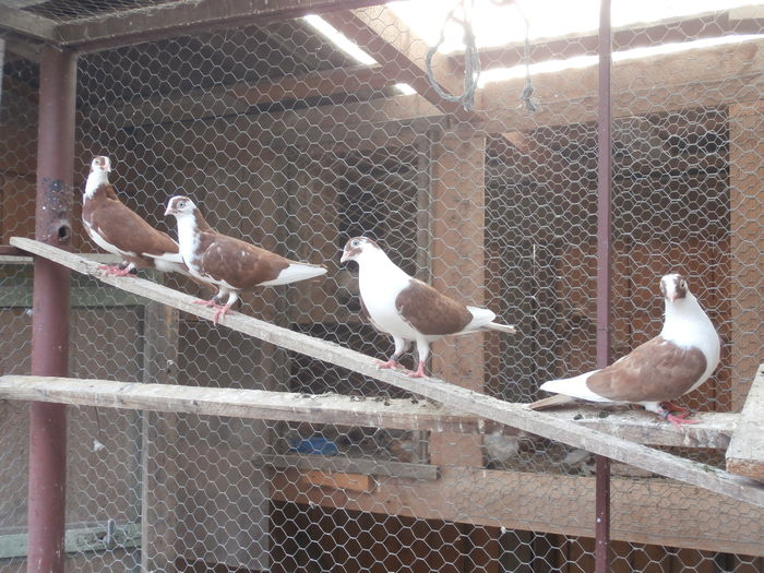 Dati in Timisoara la Vasile - D- Porumbei JUCATORI DE GALATI VANDUTI Album 2