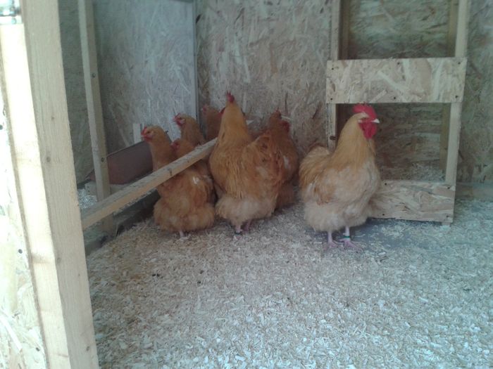 poze tel 347 - Gaini Orphington