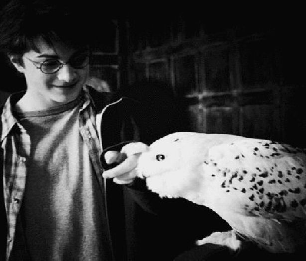 ; ¤se duce în spatele Addei şi îi dă cu aripile la c;r gen Guţă¤ =))))