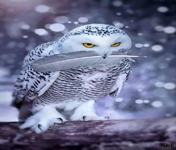 ; ¤se pune înapoi pe capul lui Neymar şi zbiară p-acolo pe ritm de manea *wtf* ¤