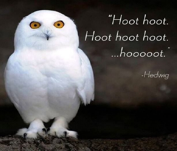 ; ¤vine p-acolo şi scuipă capra între ochi adică mă rog dă cu ciocu¤ =)))