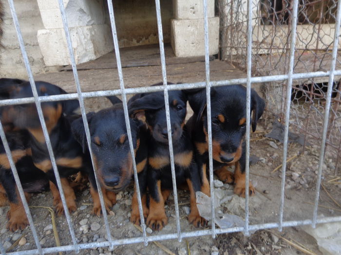 DSC00224 - jagdterrier sagu arad