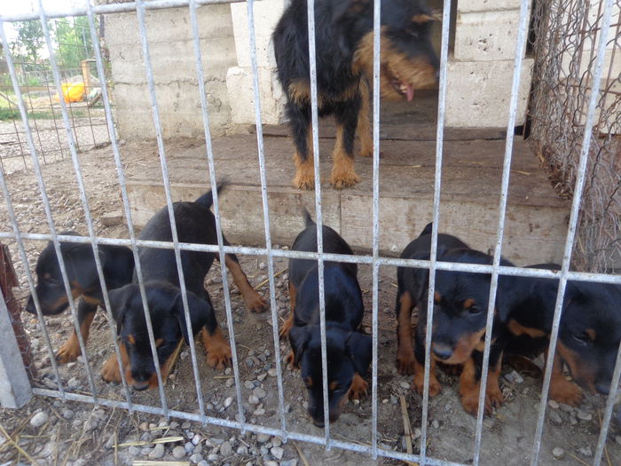 DSC00227 - jagdterrier sagu arad