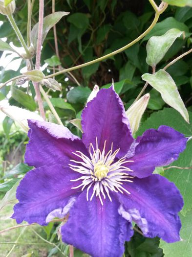 20140716_140647 - clematite