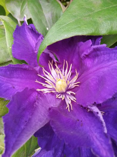 20140716_140659 - clematite