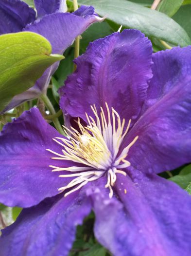 20140716_140716 - clematite