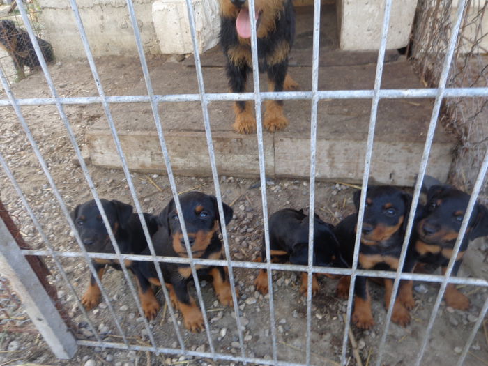 DSC00230 - jagdterrier sagu arad