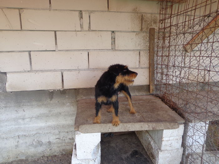 DSC00235 - jagdterrier sagu arad