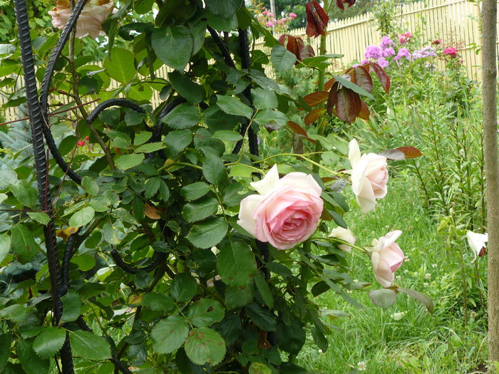 17 iulie 2014_Eden Rose - Gradina rozelor_2014