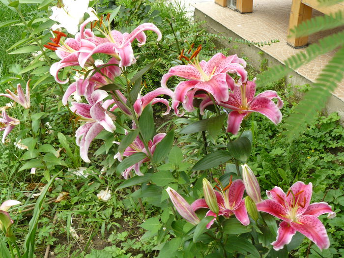 Lilium Stargazer