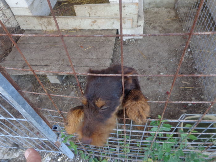 DSC00241 - jagdterrier sagu arad