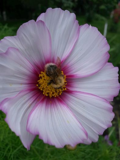 20140712_115536 - flori de gradina 2014