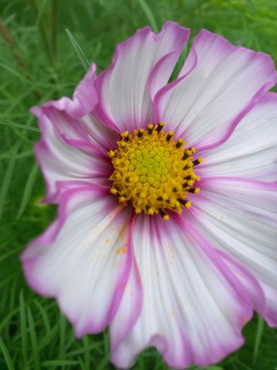 20140712_115552 - flori de gradina 2014