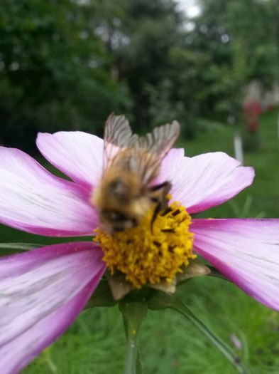 20140712_115557 - flori de gradina 2014