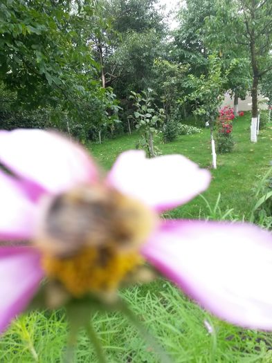 20140712_115602 - flori de gradina 2014
