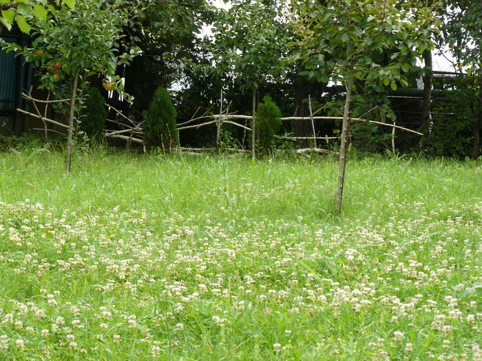 Livada - Gradina rozelor_2014