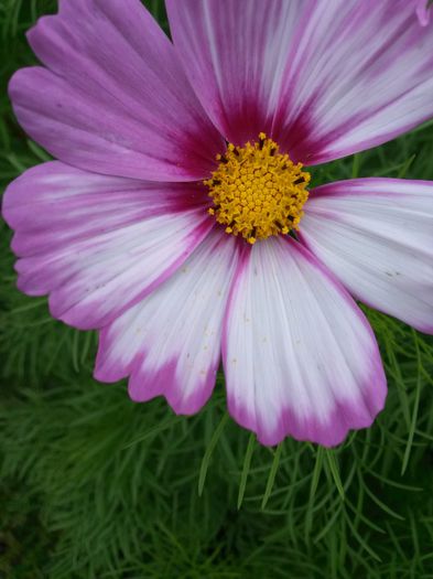 20140712_115627 - flori de gradina 2014