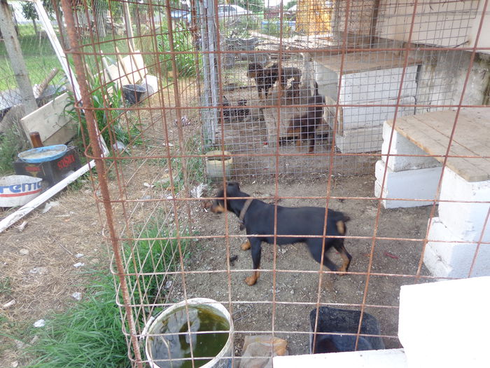 DSC00249 - jagdterrier sagu arad