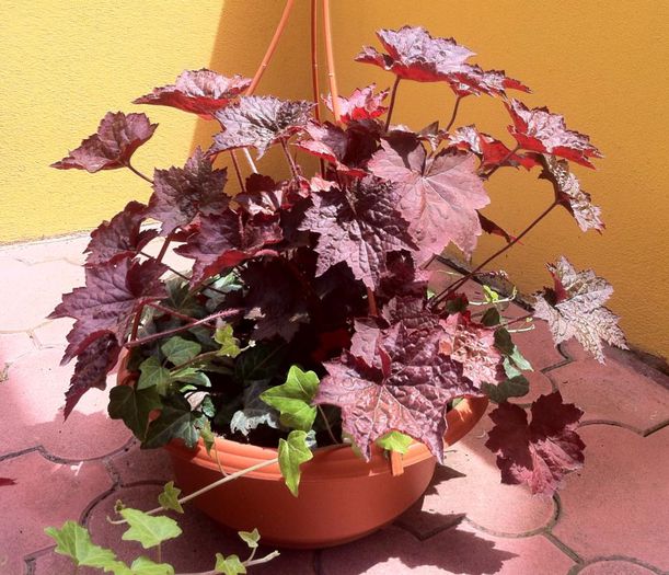 Heuchera - ZZZZ PLANTELE MELE