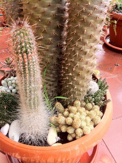 La baza sunt numeroase specii de cactusi si stapeli; Cactus(palmier) Pachypodium 10ani,pret : 300 lei
La baza sunt numeroase specii de cactusi si stapelia(suculenta)
