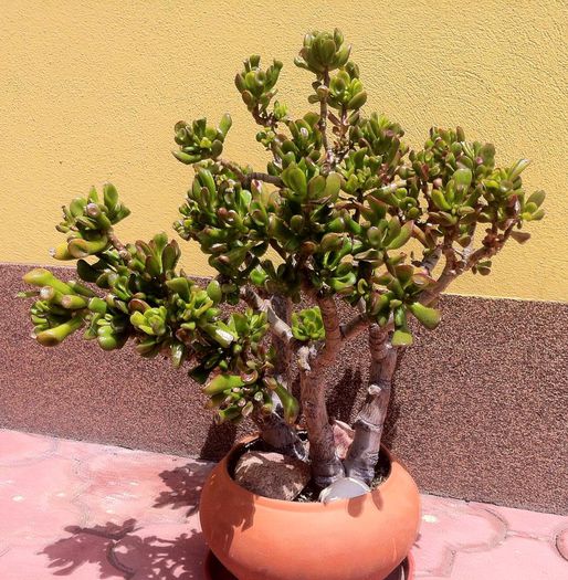 Bonsai Figer Jade; Bonsai bonsait de mine
Crassula argentea (Finger jade ) 8ani,
pret:100 lei
