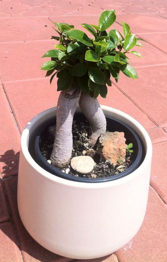 Bonsai Ficus benjamina - ZZZZ PLANTELE MELE