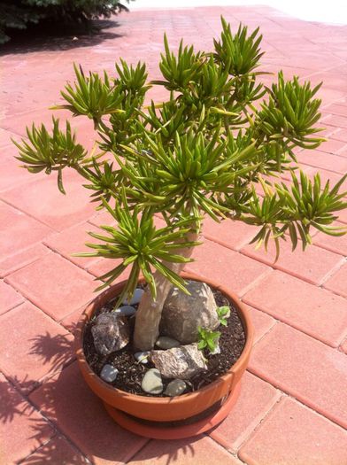 Bonsai,Berbertonicus - ZZZZ PLANTELE MELE