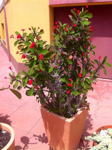 Euphorbia - ZZZZ PLANTELE MELE